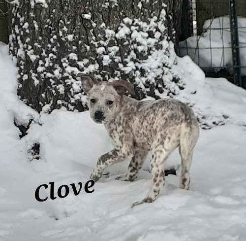 picture of the dog needing adoption