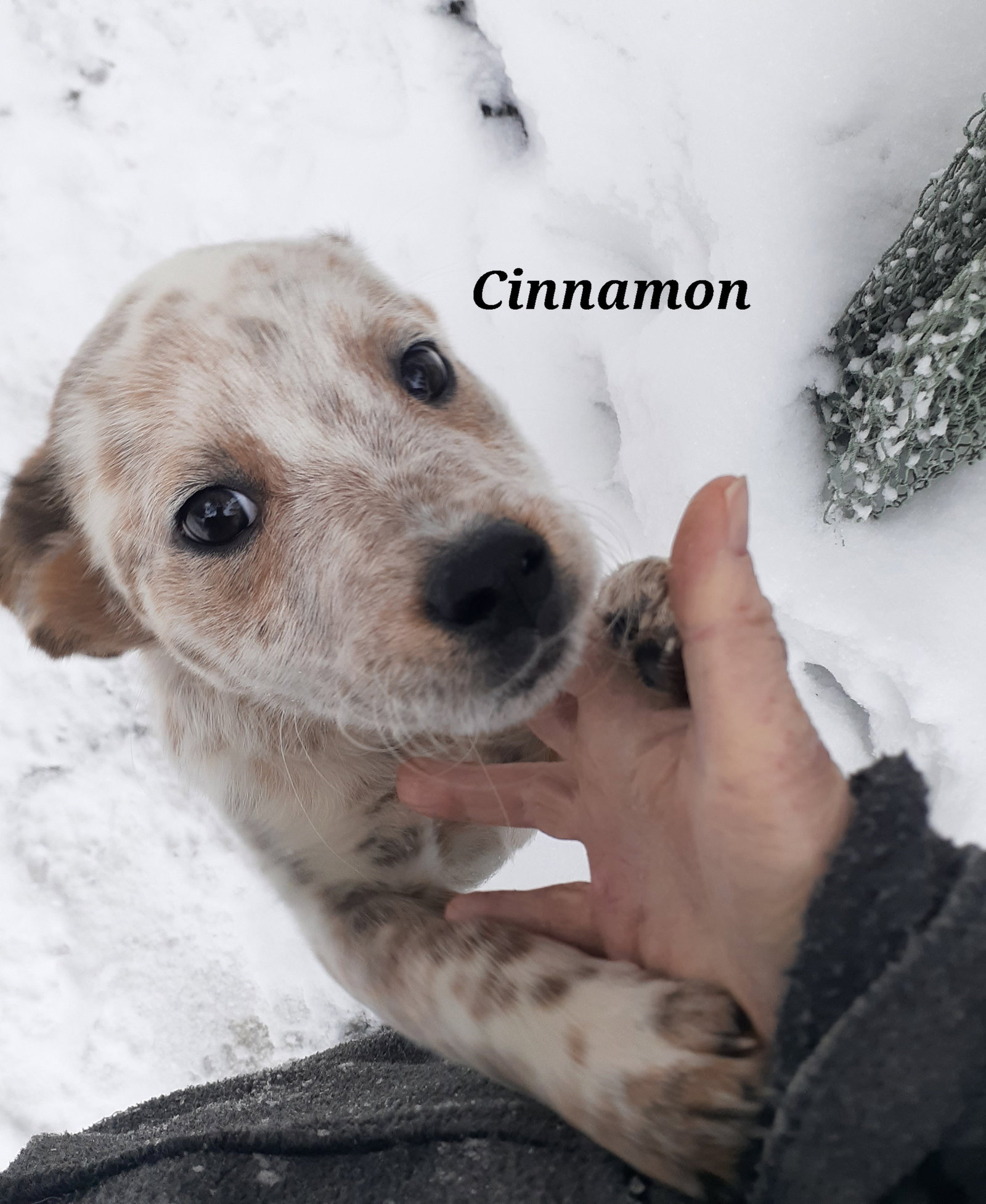 Cinnamon Image