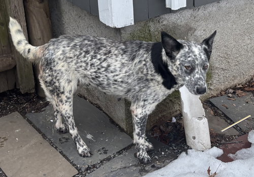 picture of the dog needing adoption
