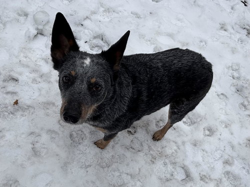 picture of the dog needing adoption