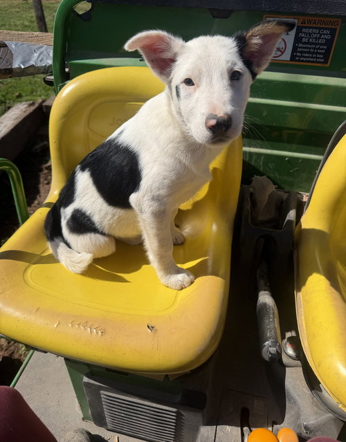 picture of the dog needing adoption