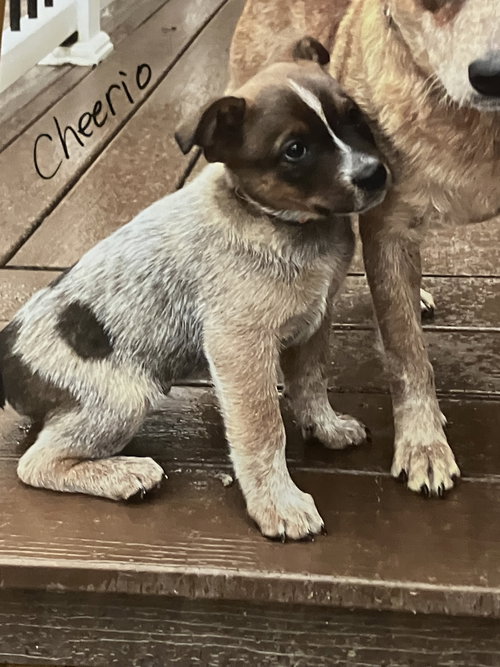 picture of the dog needing adoption