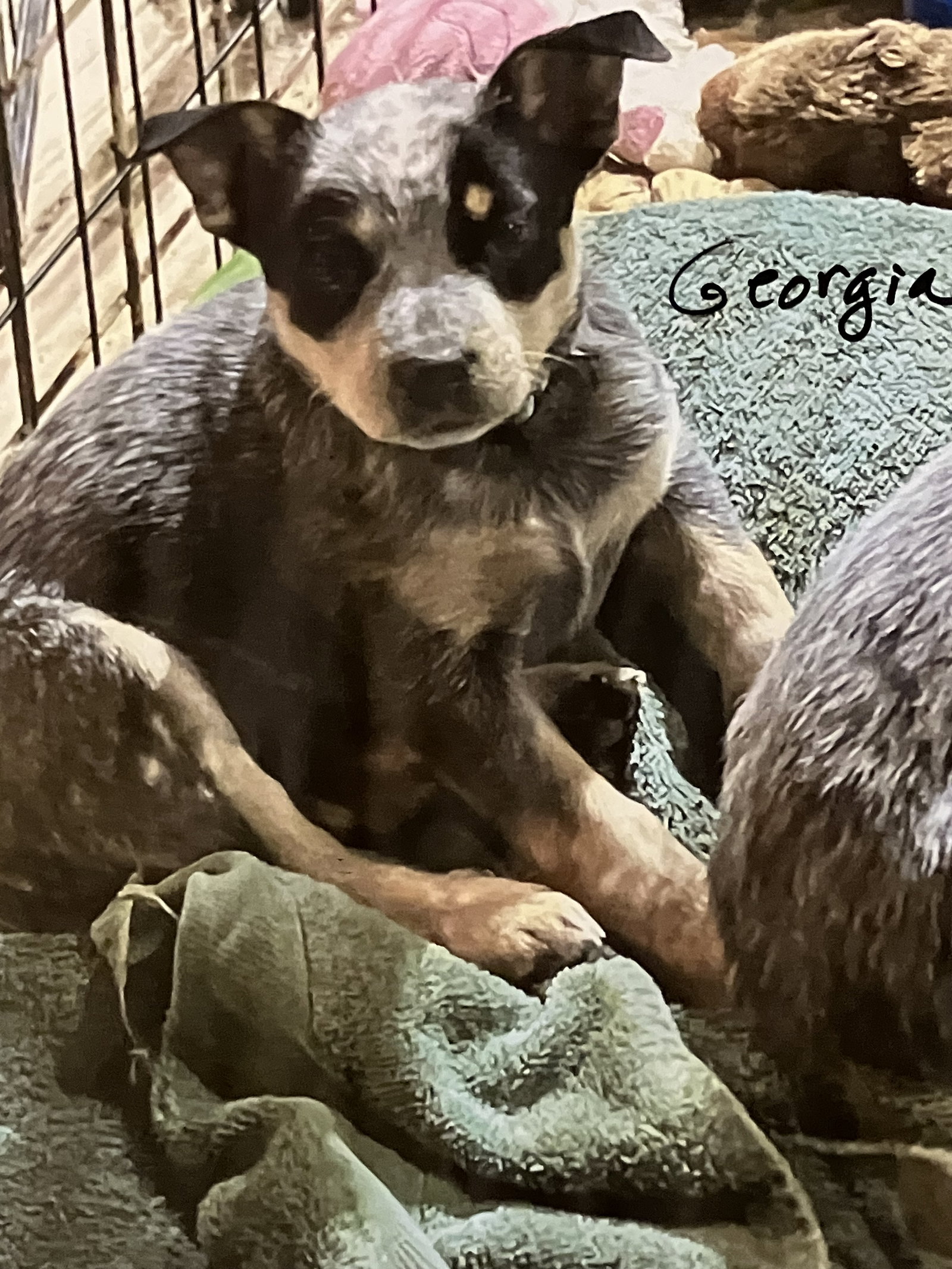 Georgia Image