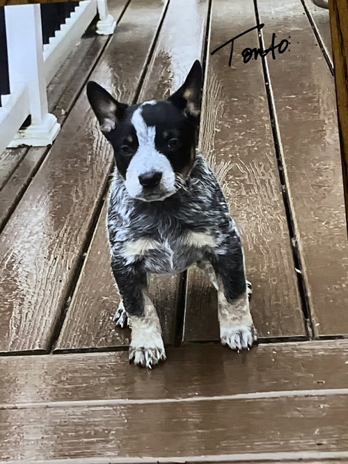 picture of the dog needing adoption