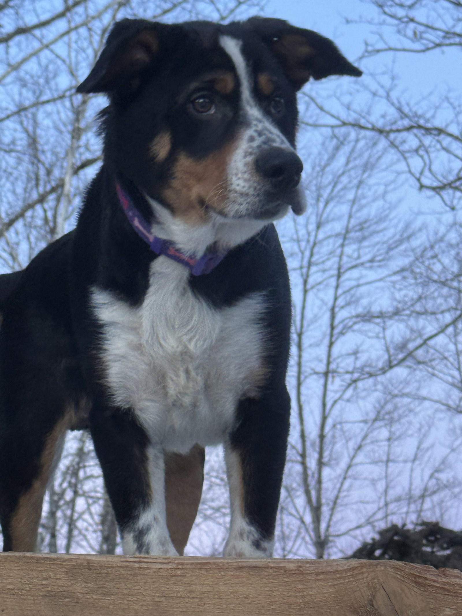 Roscoe Image