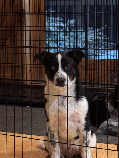 picture of the dog needing adoption
