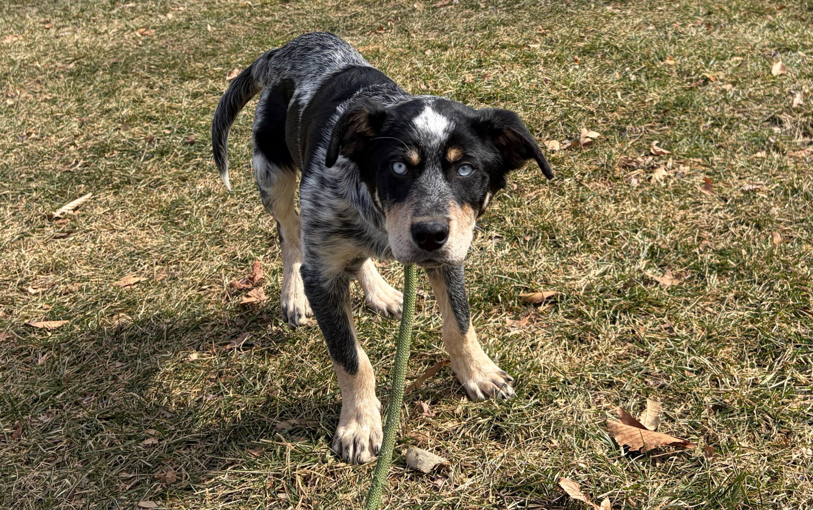 Elvis