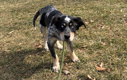 picture of the dog needing adoption
