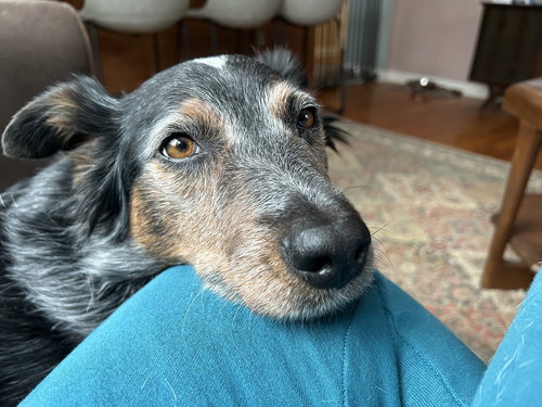 picture of the dog needing adoption