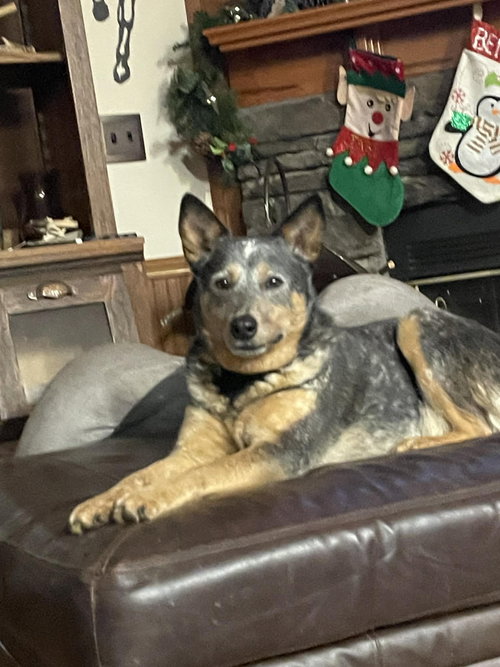 picture of the dog needing adoption