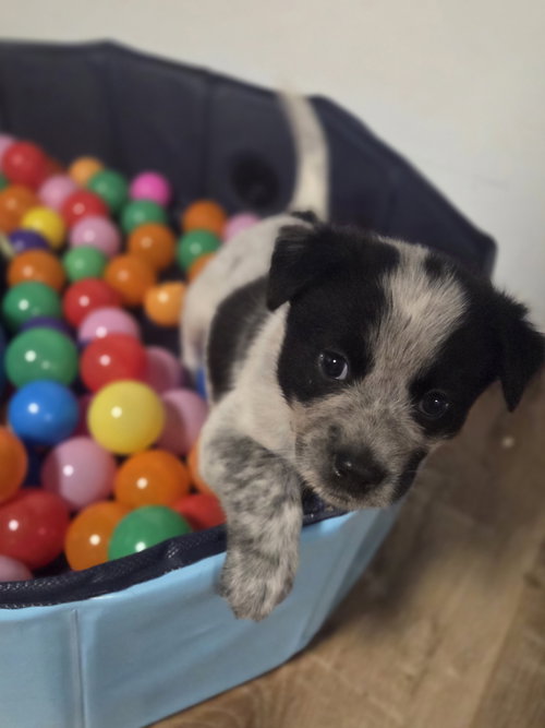 picture of the dog needing adoption