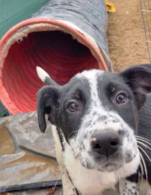 picture of the dog needing adoption