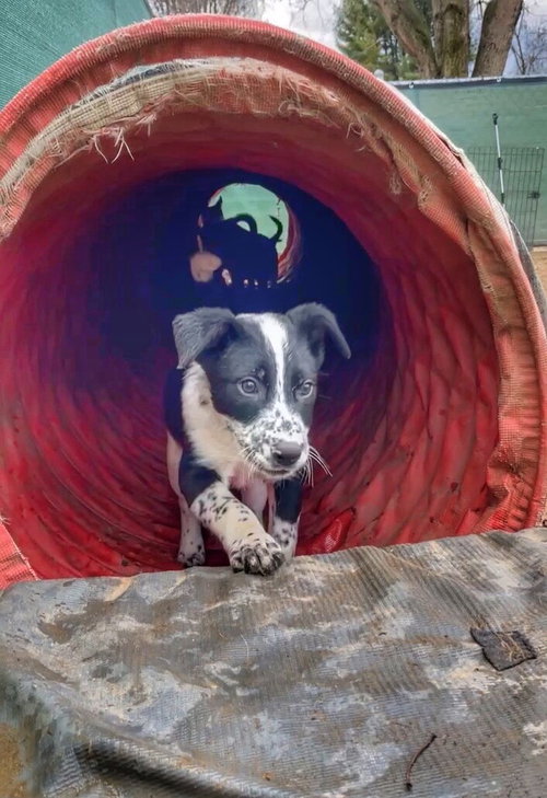 OLLIE - Australian Cattle Dog/Blue Heeler available for adoption
