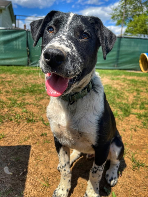 Ollie, an adoptable Australian Cattle Dog in Garden City, NY