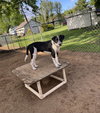 Ollie - Photo 2