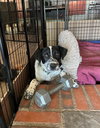 Ollie - Photo 3