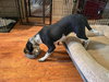 Ollie - Photo 4