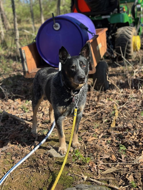 picture of the dog needing adoption