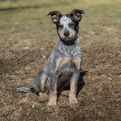 Spy, an adoptable Australian Cattle Dog in Garden City, NY
