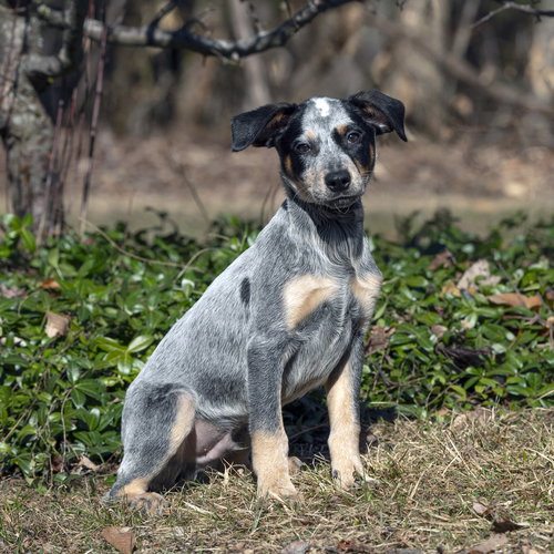 Wilkie, an adoptable Australian Cattle Dog in Garden City, NY