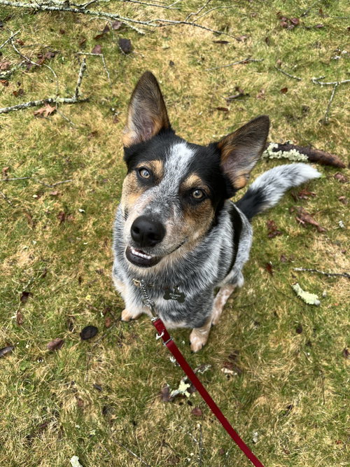 Banjo, an adoptable Australian Cattle Dog in Garden City, NY