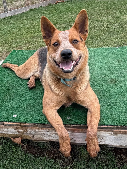 Bucky, an adoptable Unknown breed in Garden City, NY