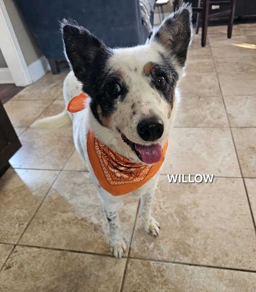Willow, an adoptable Unknown breed in Garden City, NY