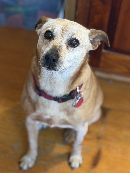 Ringo, an adoptable Australian Cattle Dog in Garden City, NY