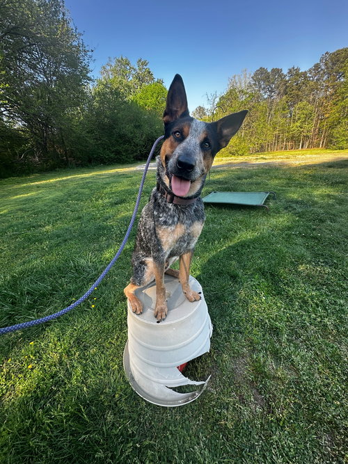 Phelps, an adoptable Australian Cattle Dog in Garden City, NY