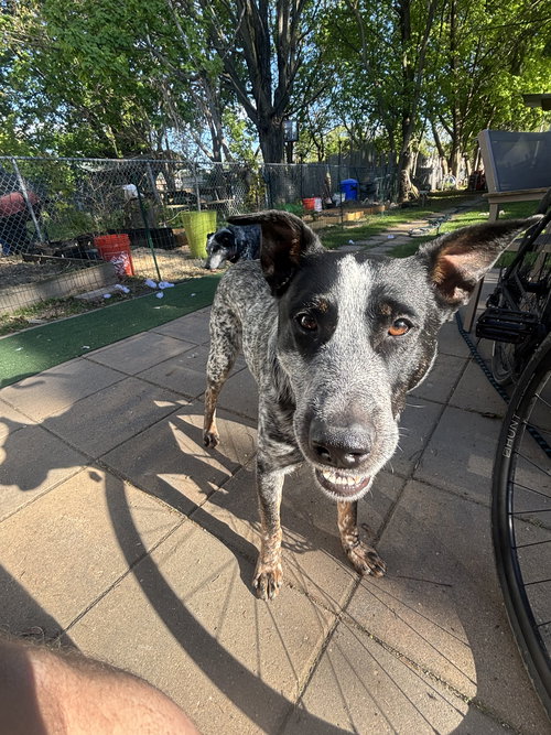 Hardy, an adoptable Australian Cattle Dog in Garden City, NY
