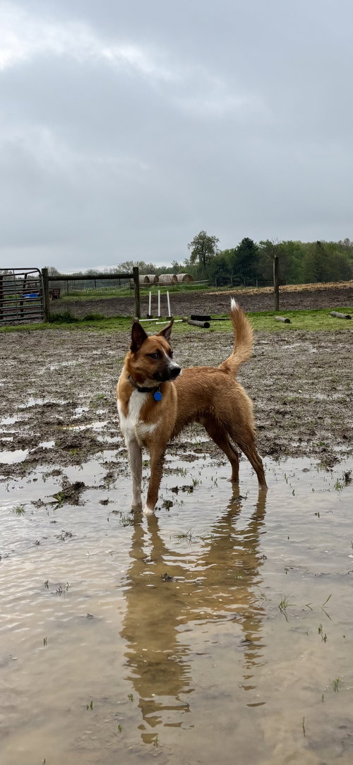 Archie, an adoptable Australian Cattle Dog in Garden City, NY