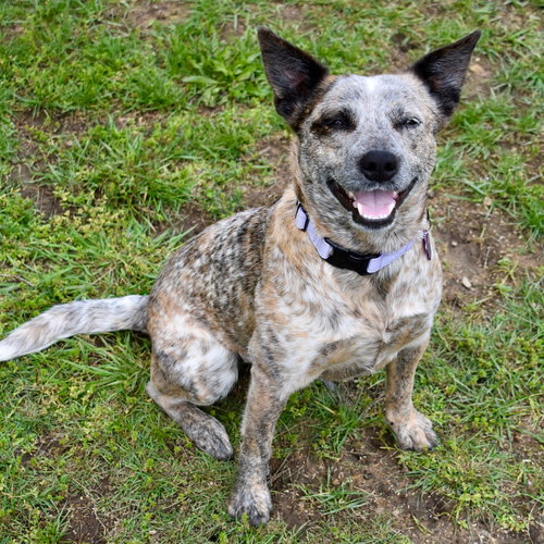 Rosemary/Rosie, an adoptable Australian Cattle Dog in Garden City, NY
