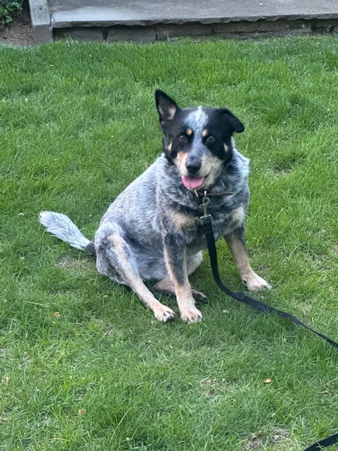 Lou Lou, an adoptable Australian Cattle Dog in Garden City, NY