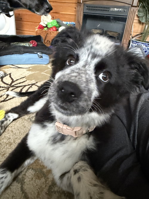 Krunch, an adoptable Australian Cattle Dog in Garden City, NY