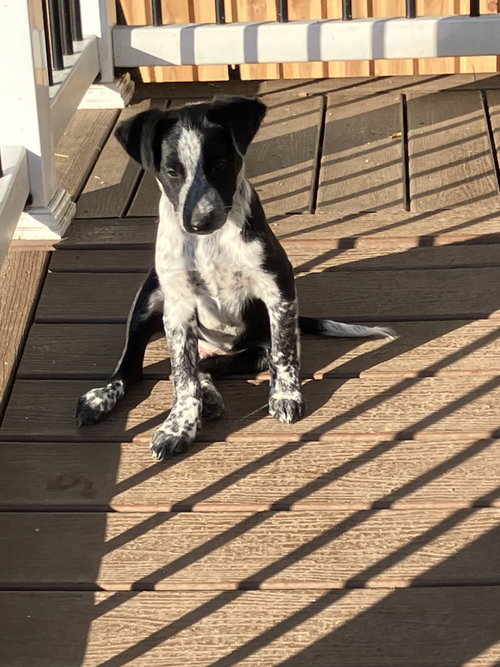 Percy, an adoptable Unknown breed in Garden City, NY