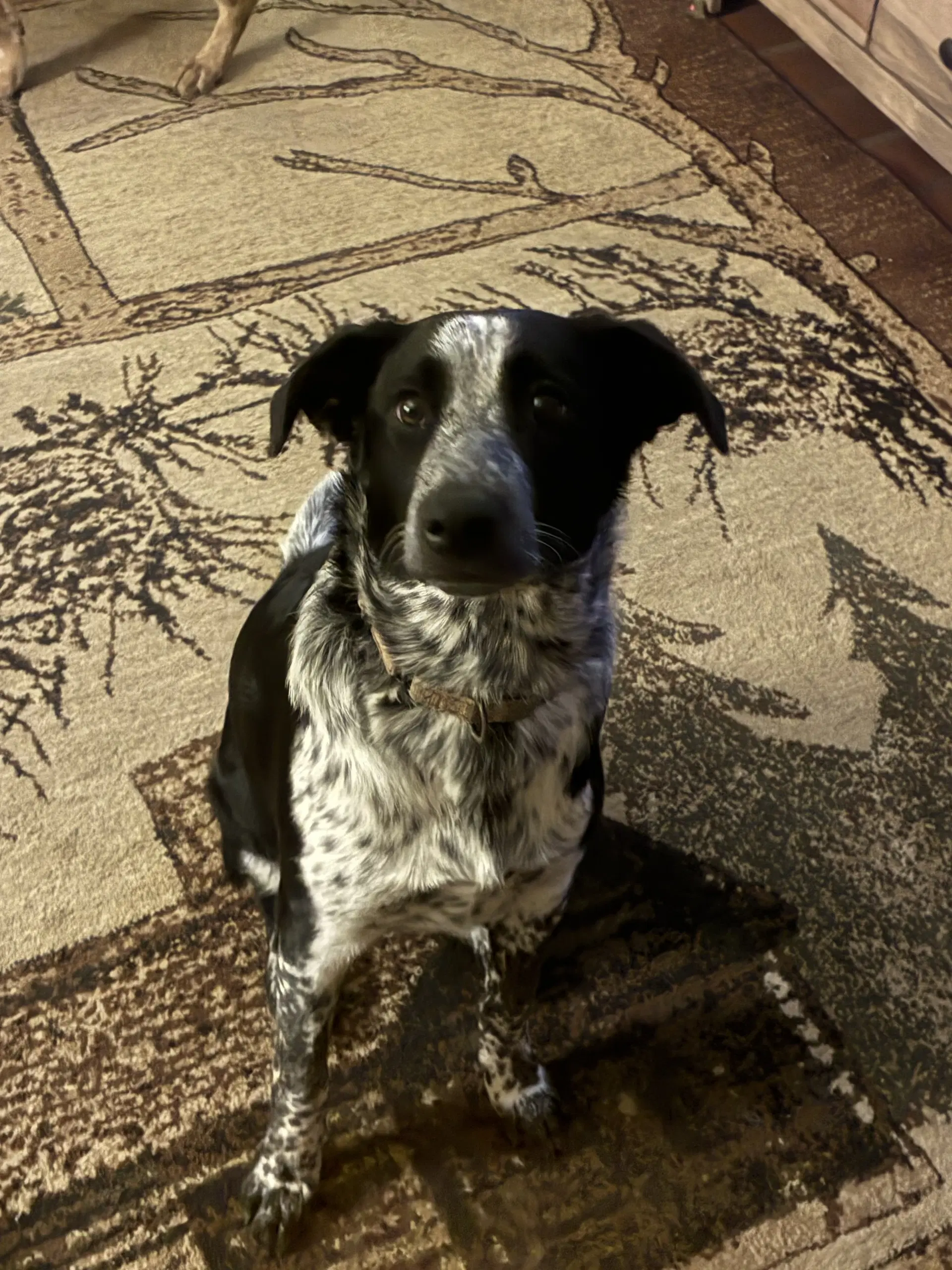 Percy - Australian Cattle Dog/Blue Heeler