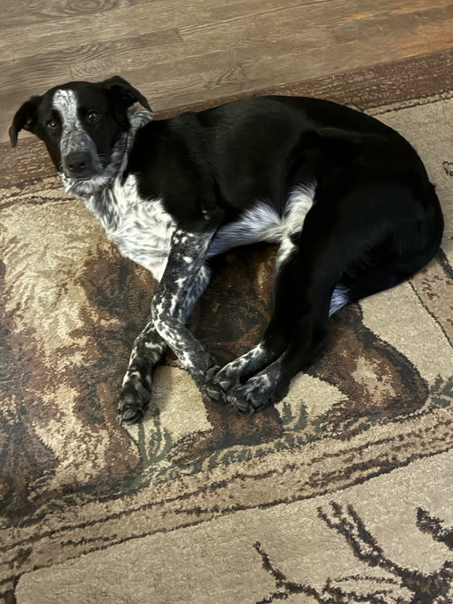 Photo 2 of Percy