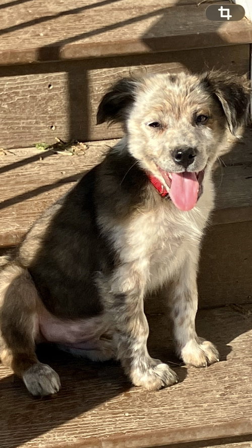 Prestonj, an adoptable Australian Cattle Dog in Garden City, NY