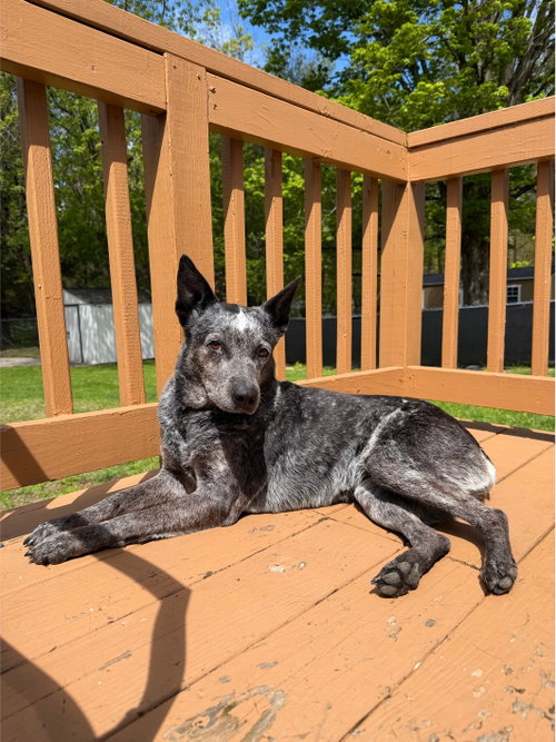 Lyla, an adoptable Unknown breed in Garden City, NY