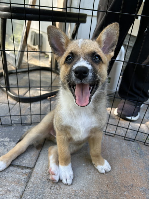 Jesse, an adoptable Australian Cattle Dog in Garden City, NY