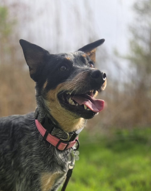 Shire, an adoptable Australian Cattle Dog in Garden City, NY