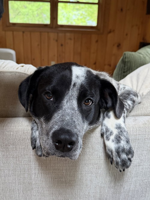 Jepp, an adoptable Australian Cattle Dog in Garden City, NY