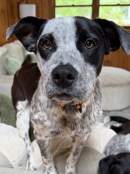 Judd, an adoptable Australian Cattle Dog in Garden City, NY