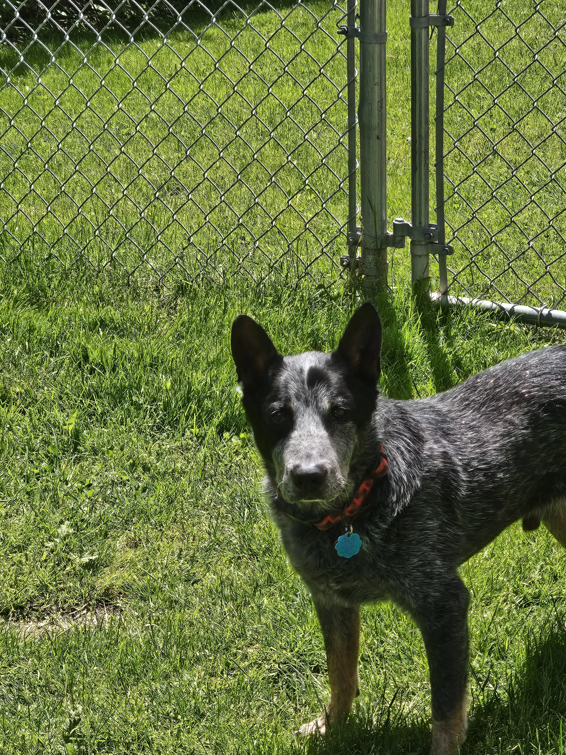Alfred image 2