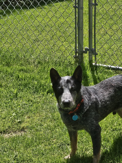 Alfred photo 2
