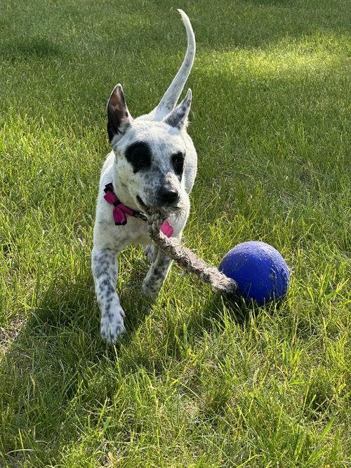 Tilly