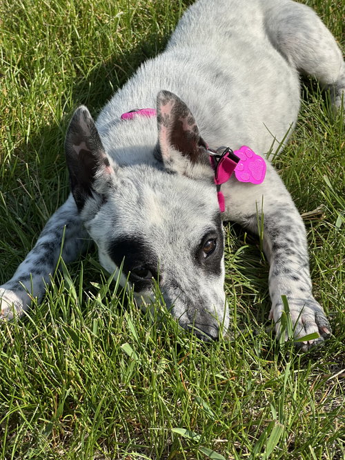 Tilly photo 2