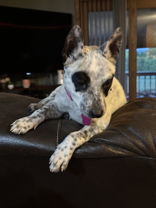 Tilly photo 3