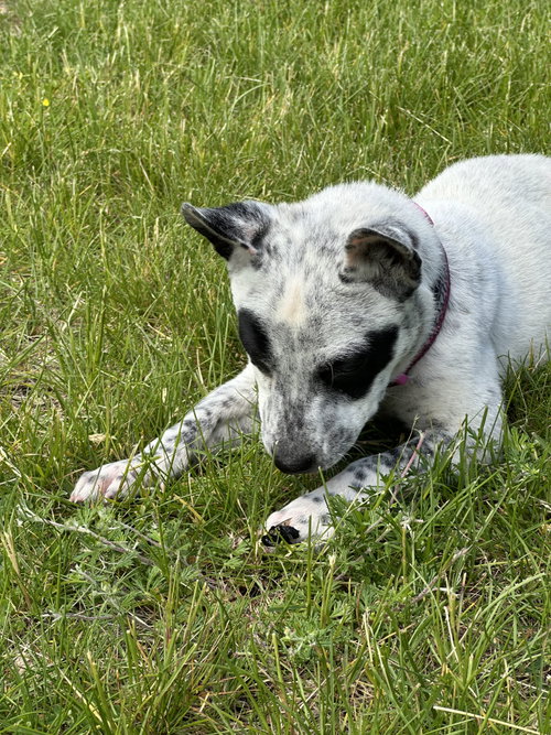Tilly photo 4