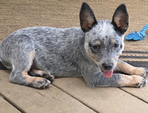Pixie